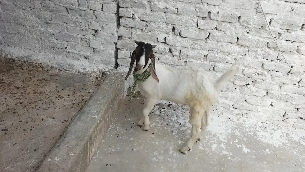 6 months goats — photo 3