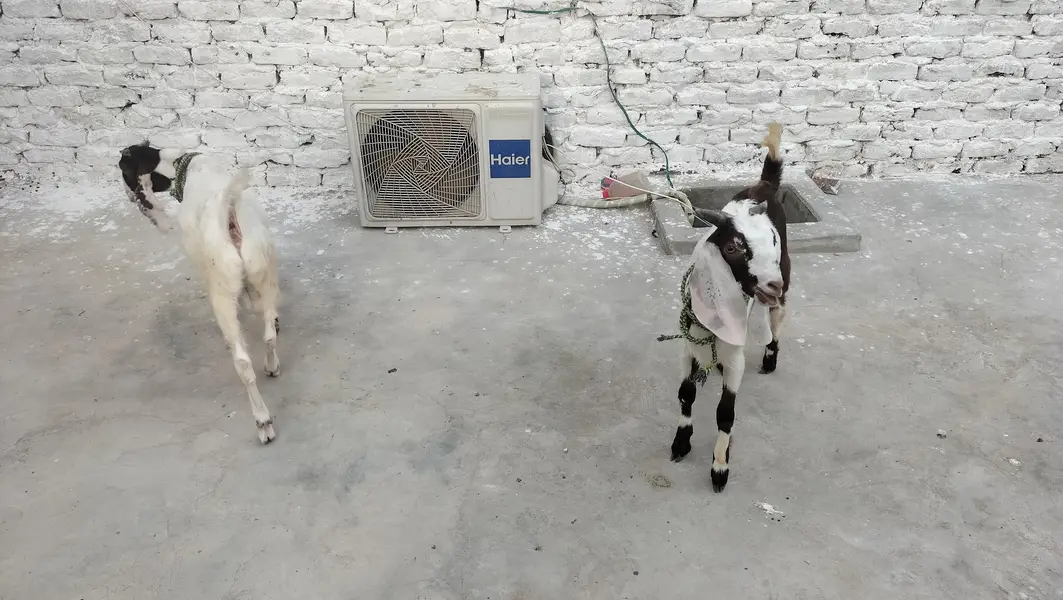 6 months goats — photo 4