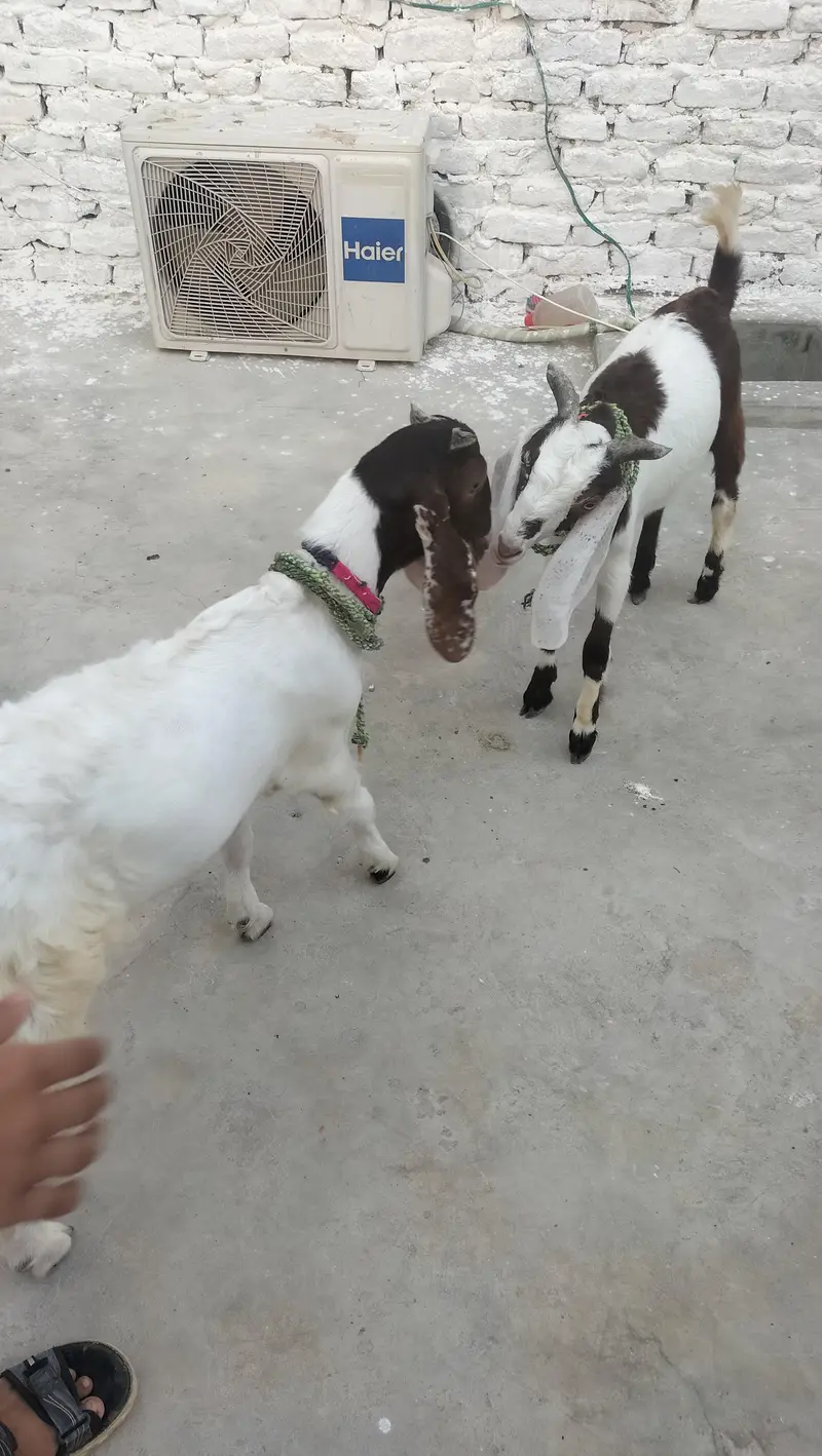 6 months goats — photo 5