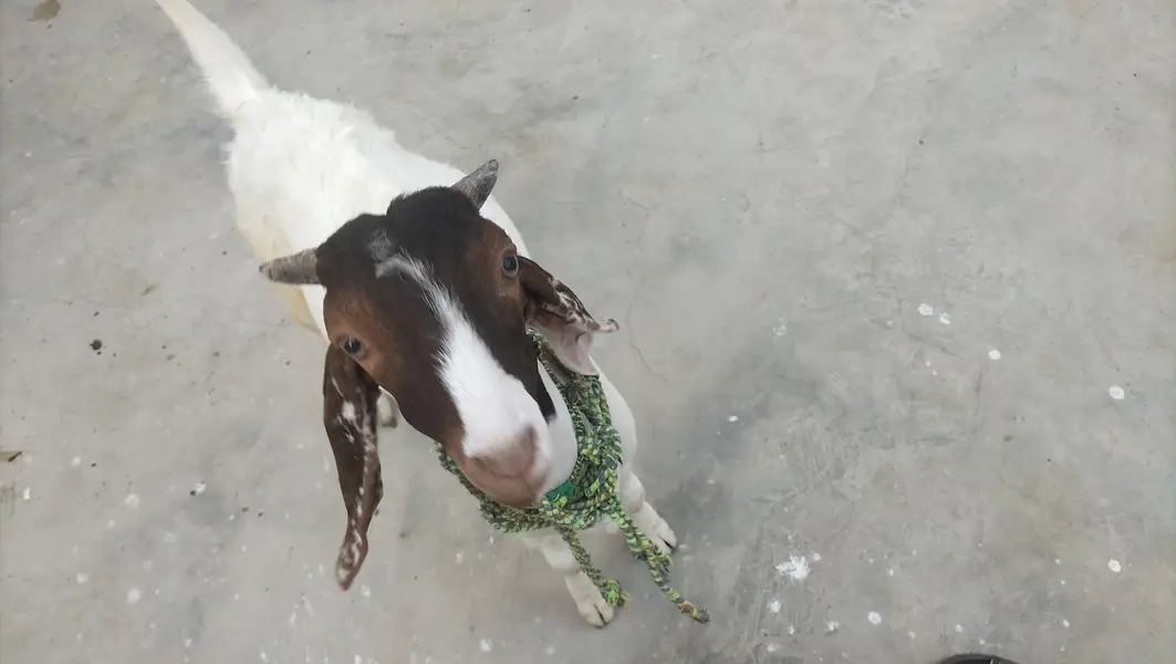 6 months goats — photo 6