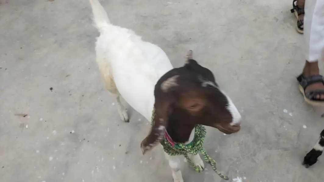 6 months goats — photo 7