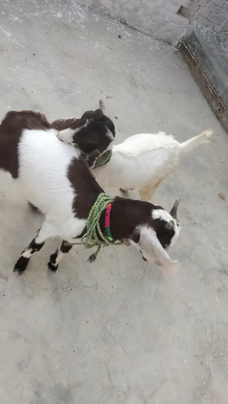 6 months goats — photo 8