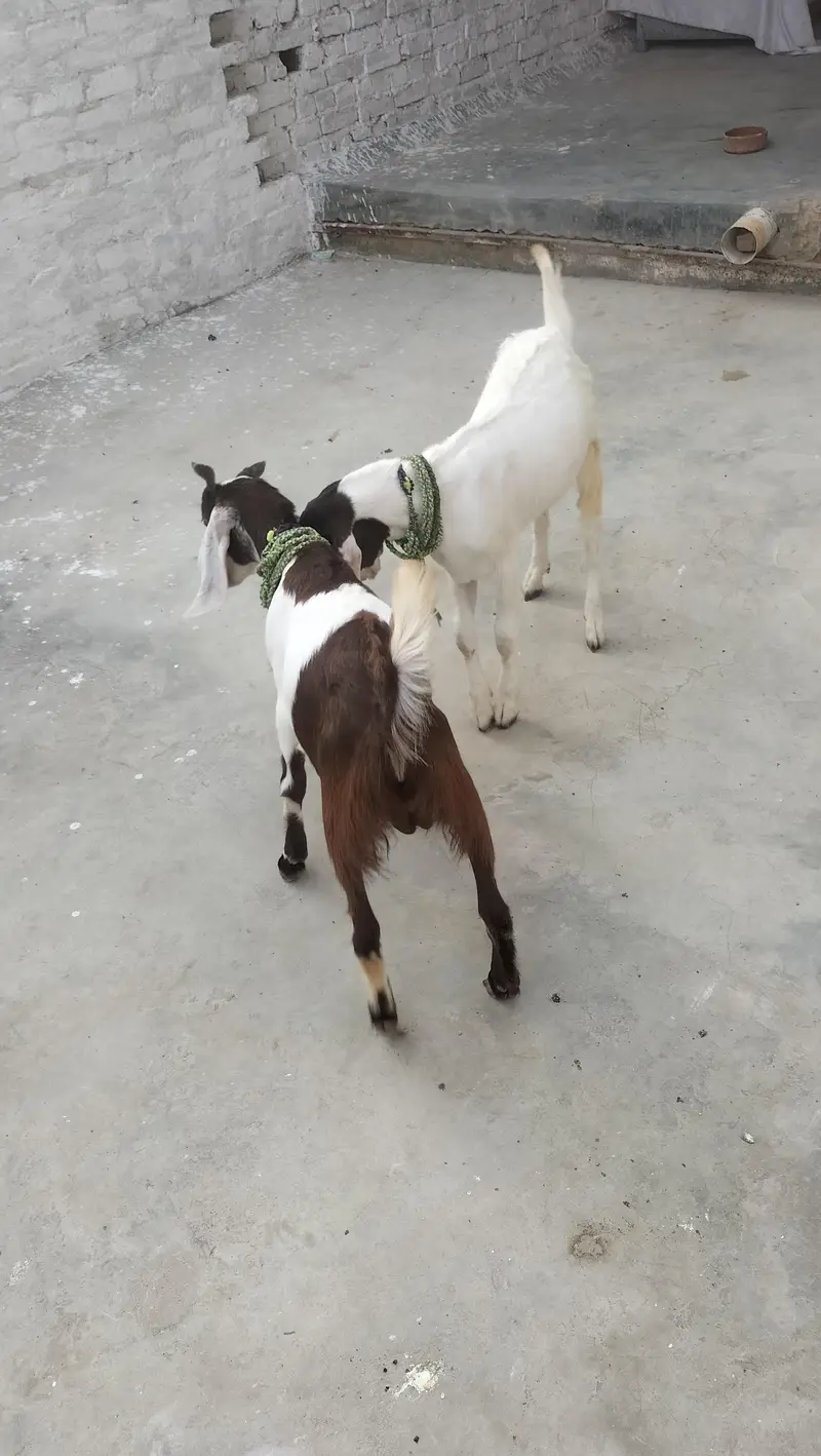 6 months goats — photo 9