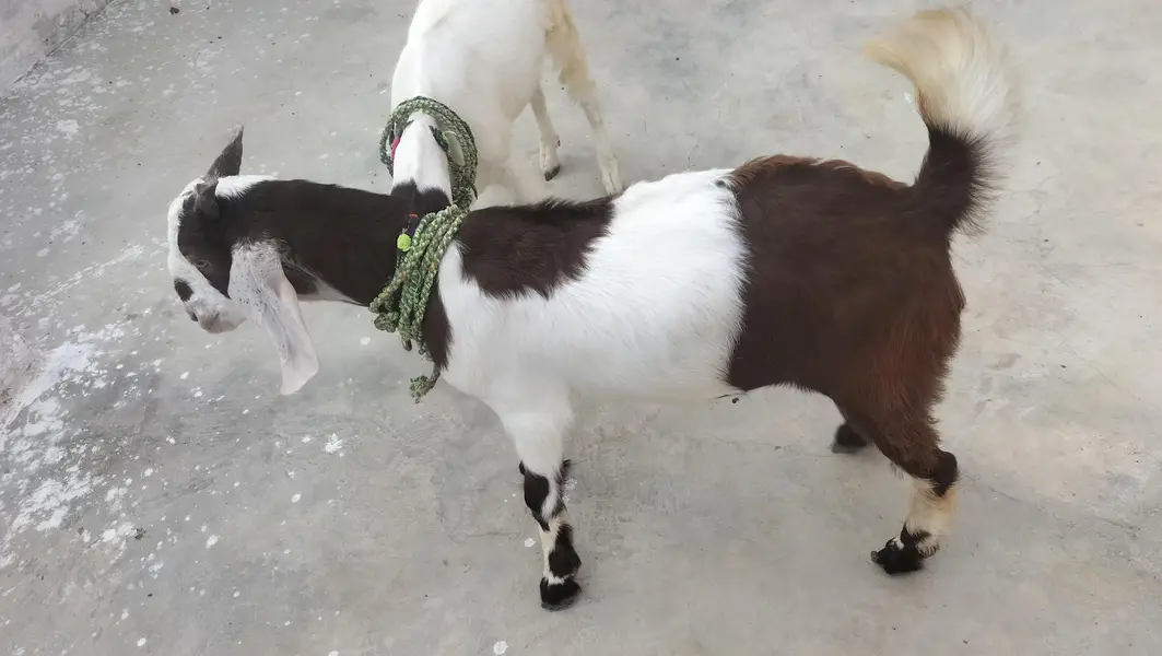 6 months goats — photo 10