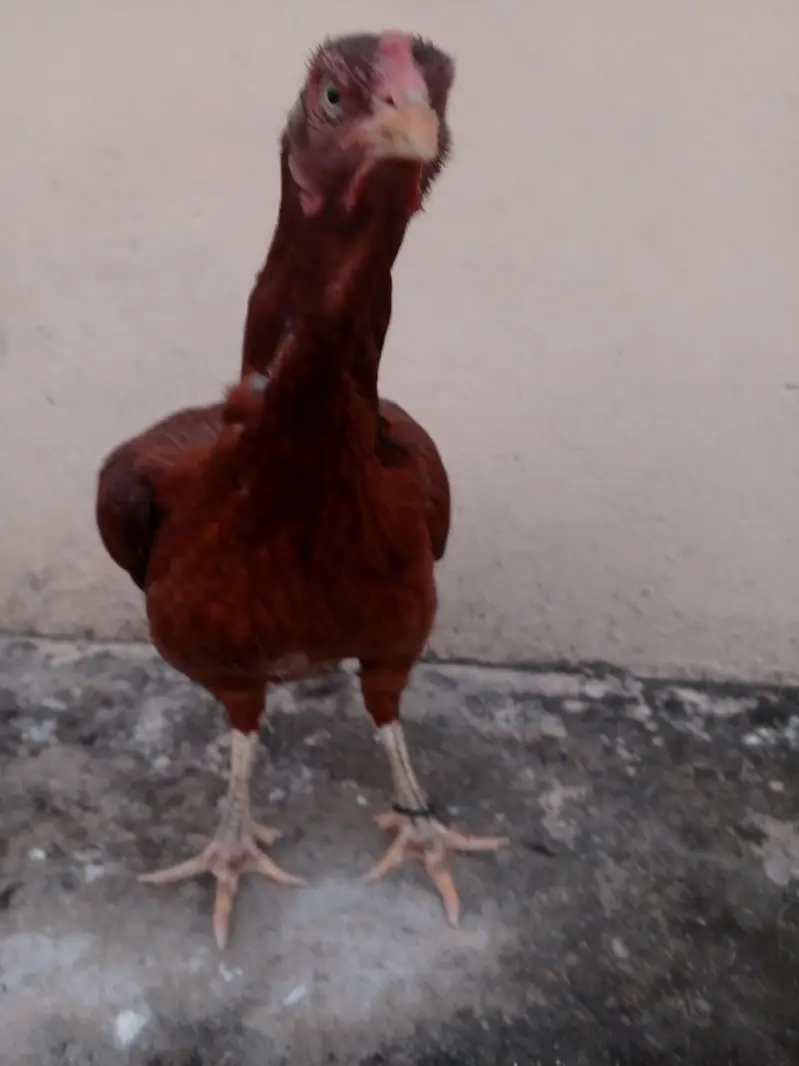 Puri Aseel murghi — photo 2