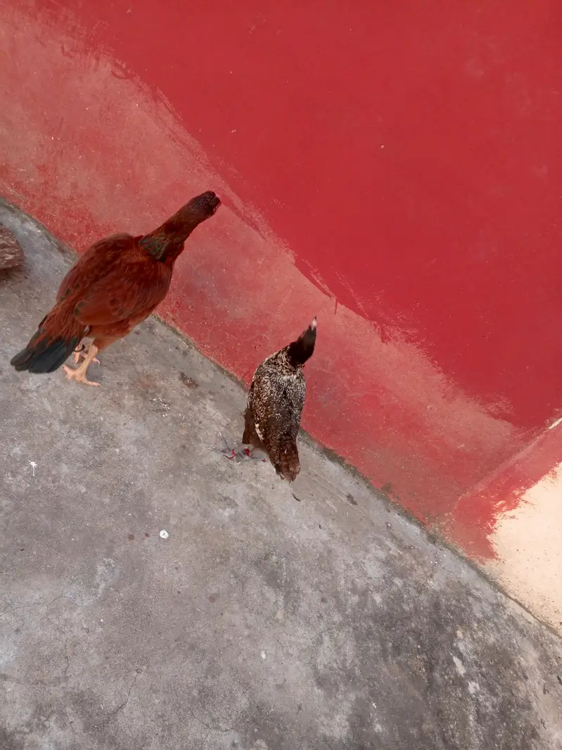 Puri Aseel murghi — photo 7