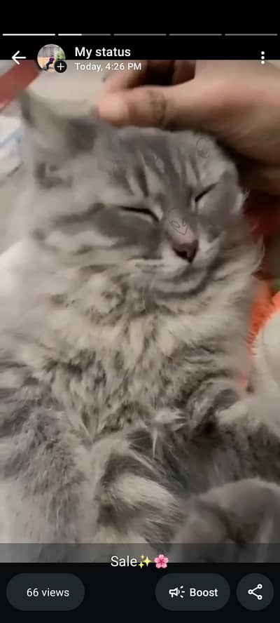 this cate is so cute for the sale