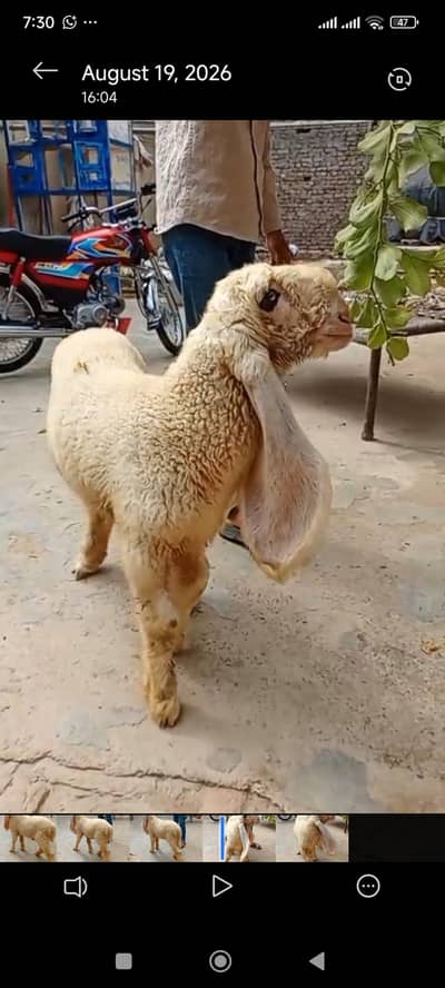 Pure Kajli
