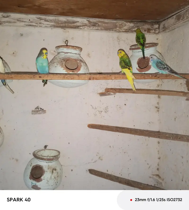 Buddgies — photo 2