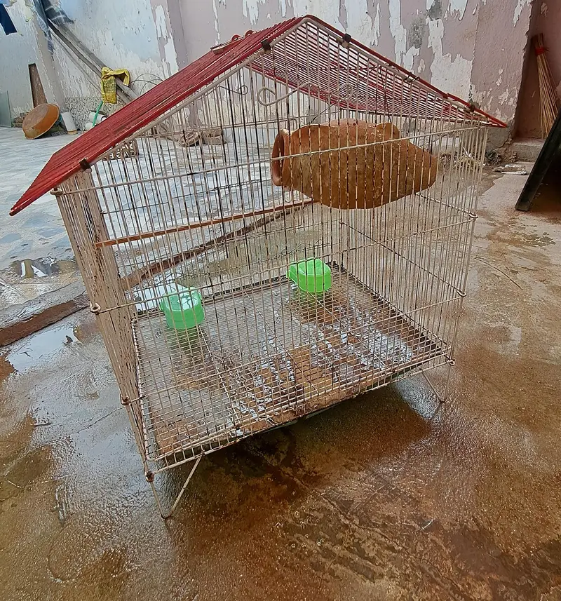 Cage for Parrot's 0332-9939958 — photo 4