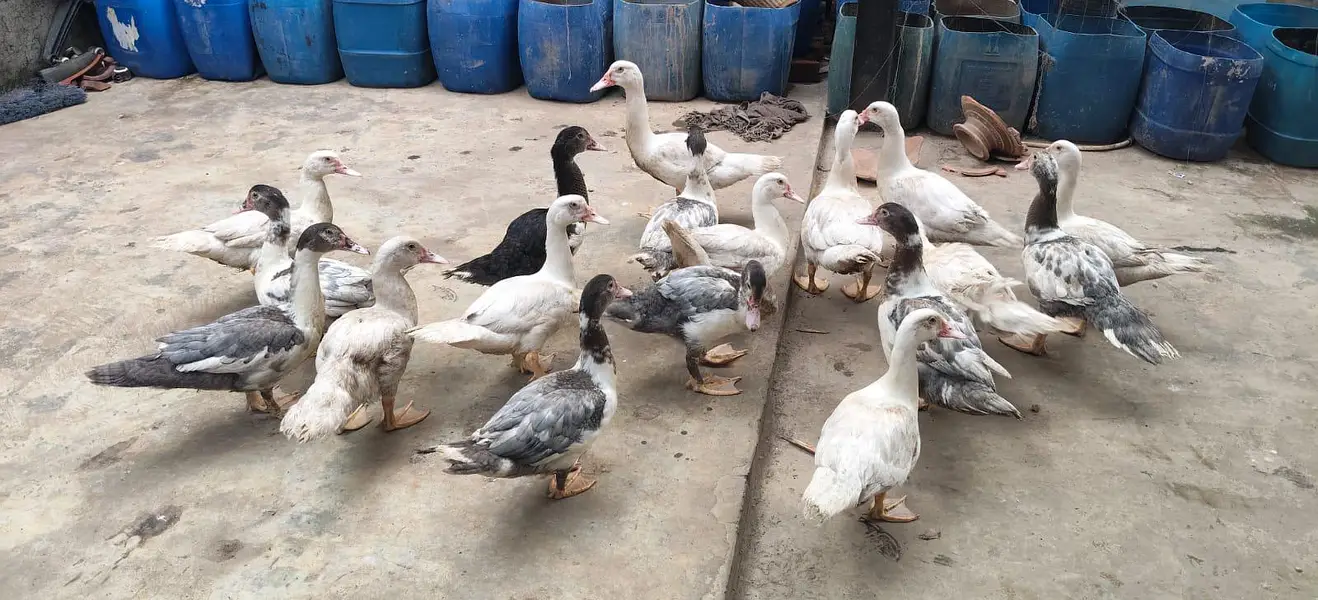 mascovy duck/ Duck/ white duck — photo 4