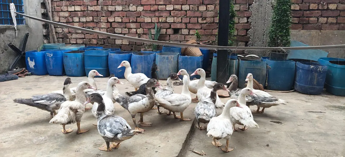 mascovy duck/ Duck/ white duck — photo 7