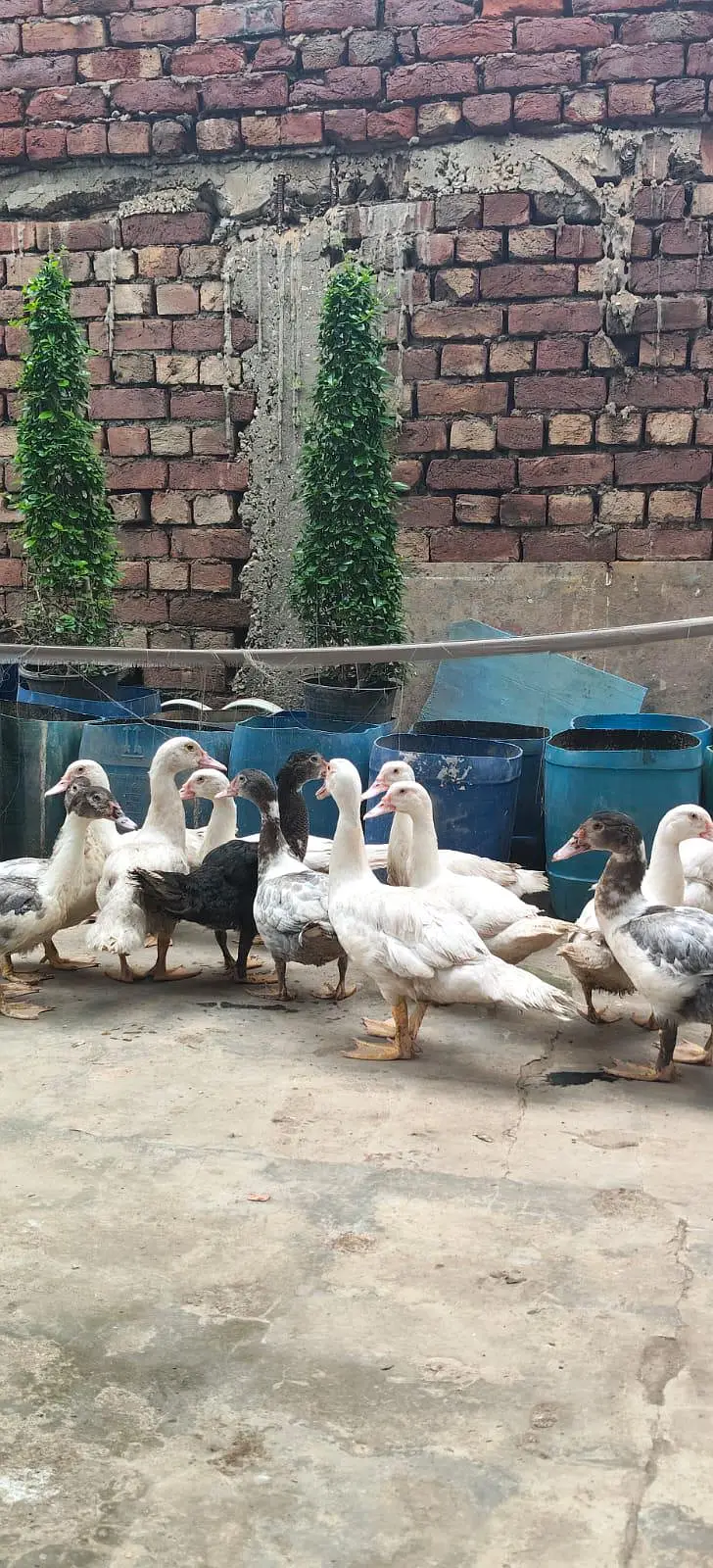 mascovy duck/ Duck/ white duck — photo 9