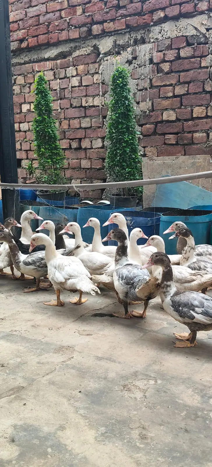mascovy duck/ Duck/ white duck — photo 10