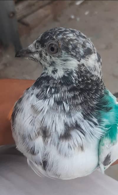 Kabuter for sale/ pigeon for sale
