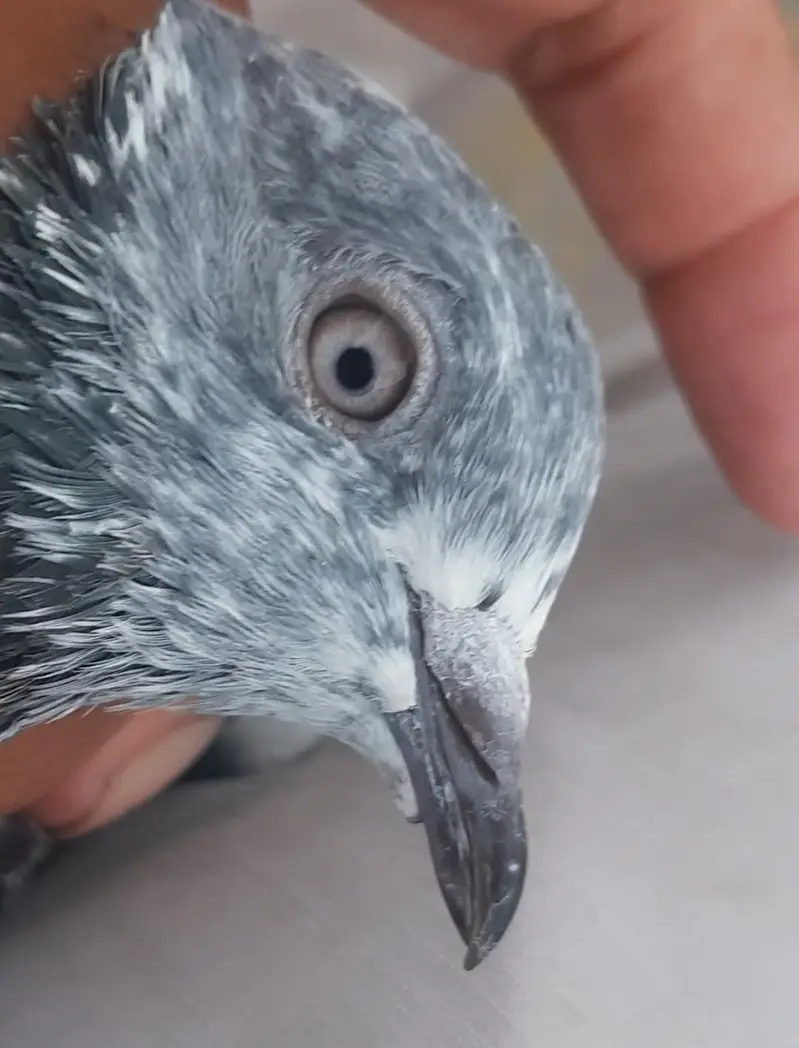 Kabuter for sale/ pigeon for sale — photo 2