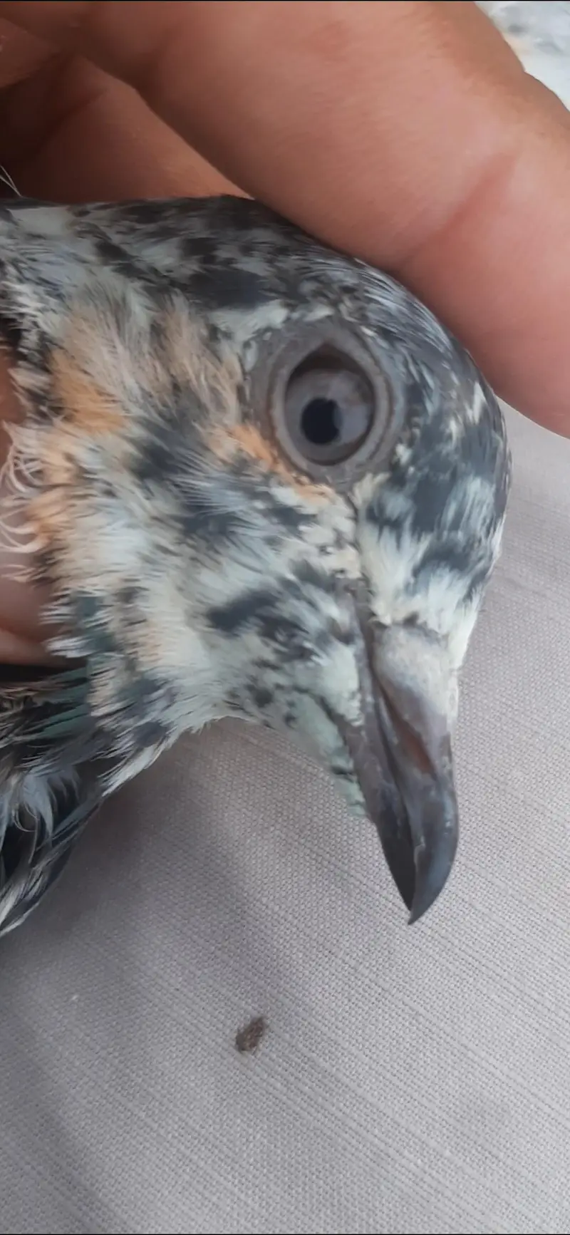 Kabuter for sale/ pigeon for sale — photo 3