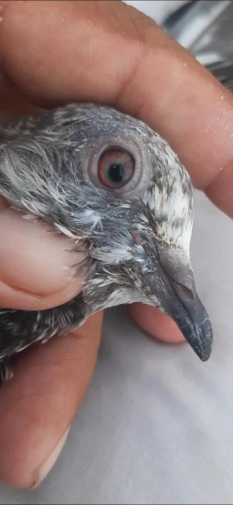 Kabuter for sale/ pigeon for sale — photo 4