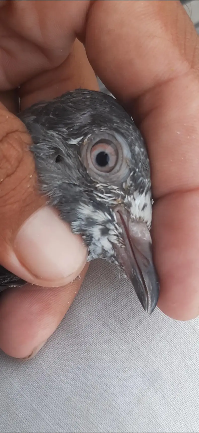 Kabuter for sale/ pigeon for sale — photo 5
