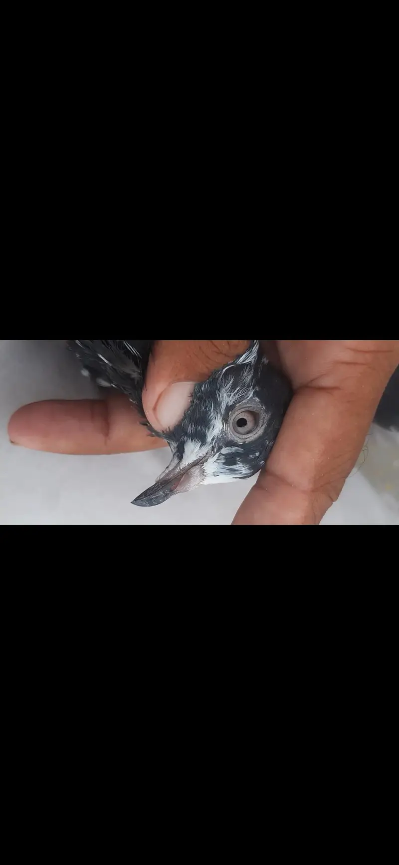 Kabuter for sale/ pigeon for sale — photo 6