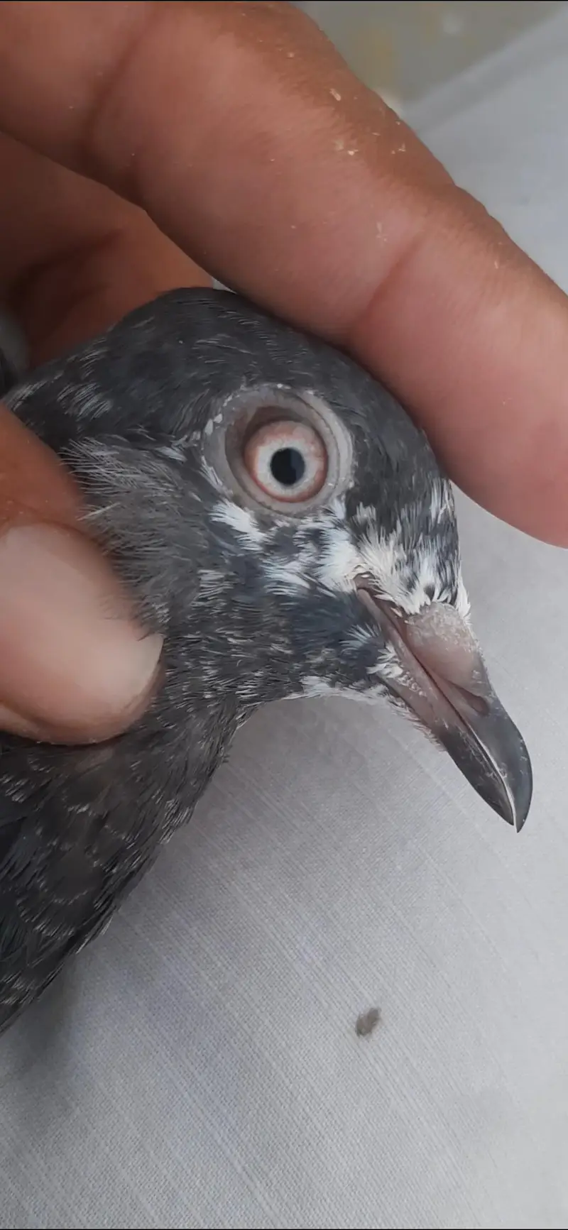 Kabuter for sale/ pigeon for sale — photo 7