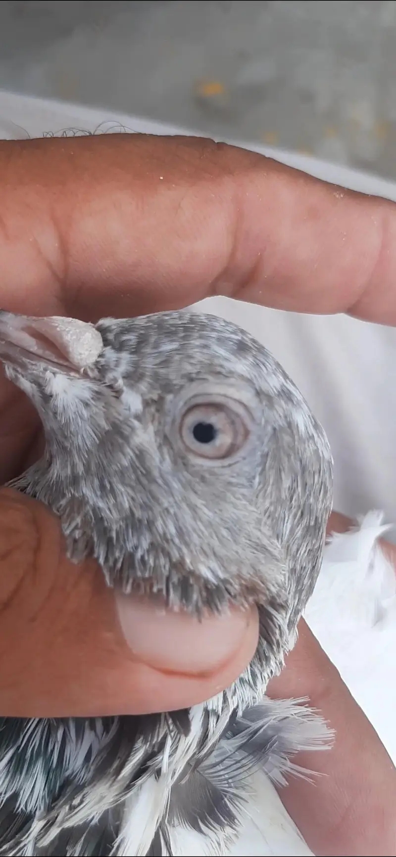 Kabuter for sale/ pigeon for sale — photo 8