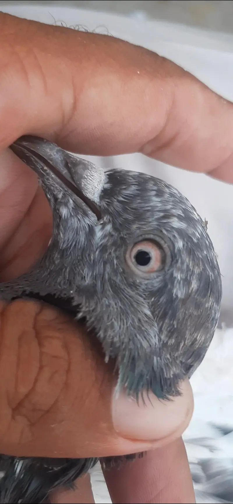 Kabuter for sale/ pigeon for sale — photo 9