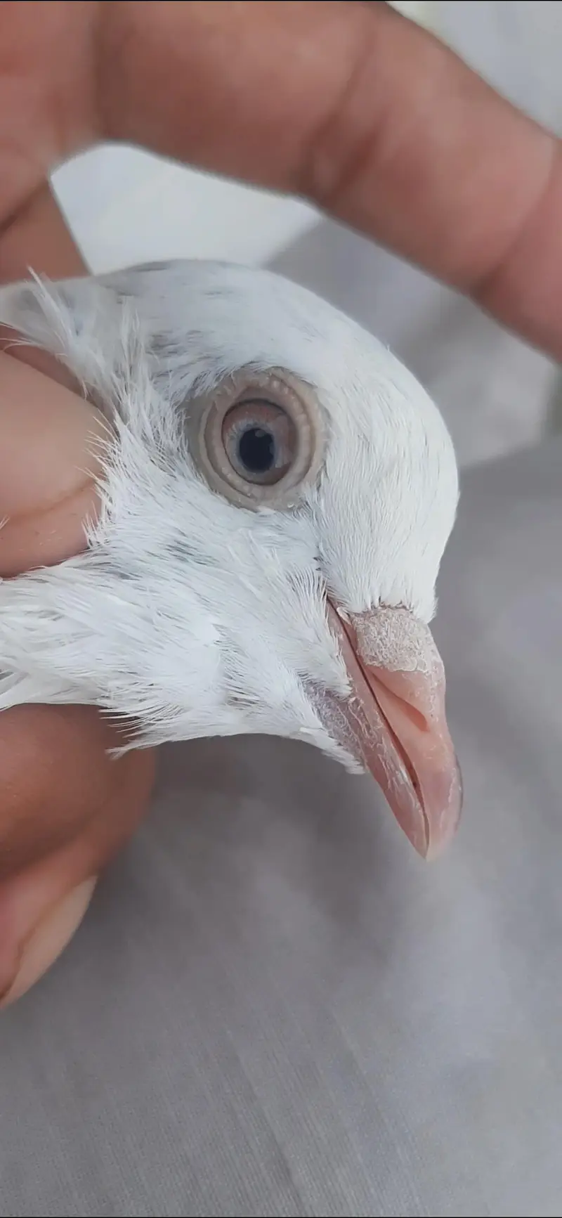 Kabuter for sale/ pigeon for sale — photo 10