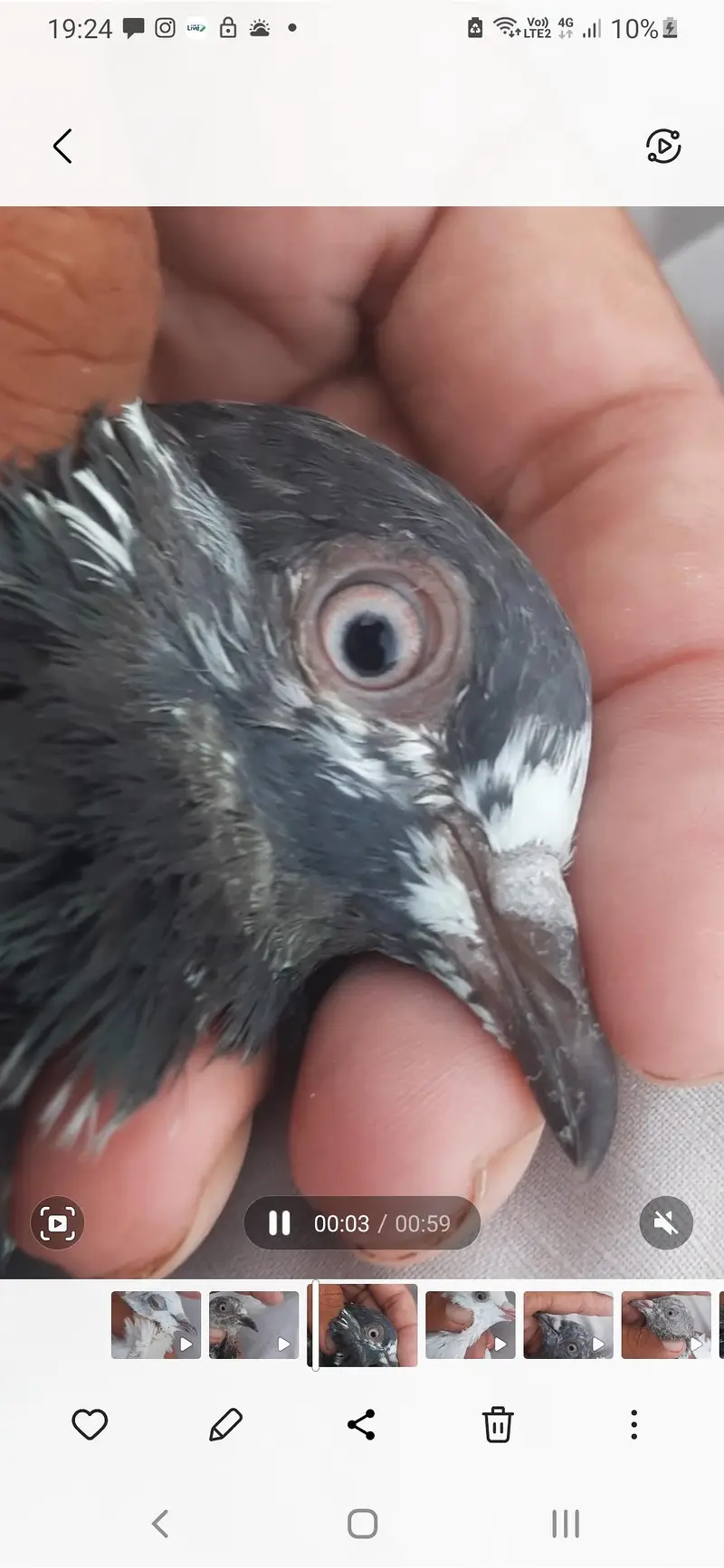 Kabuter for sale/ pigeon for sale — photo 11