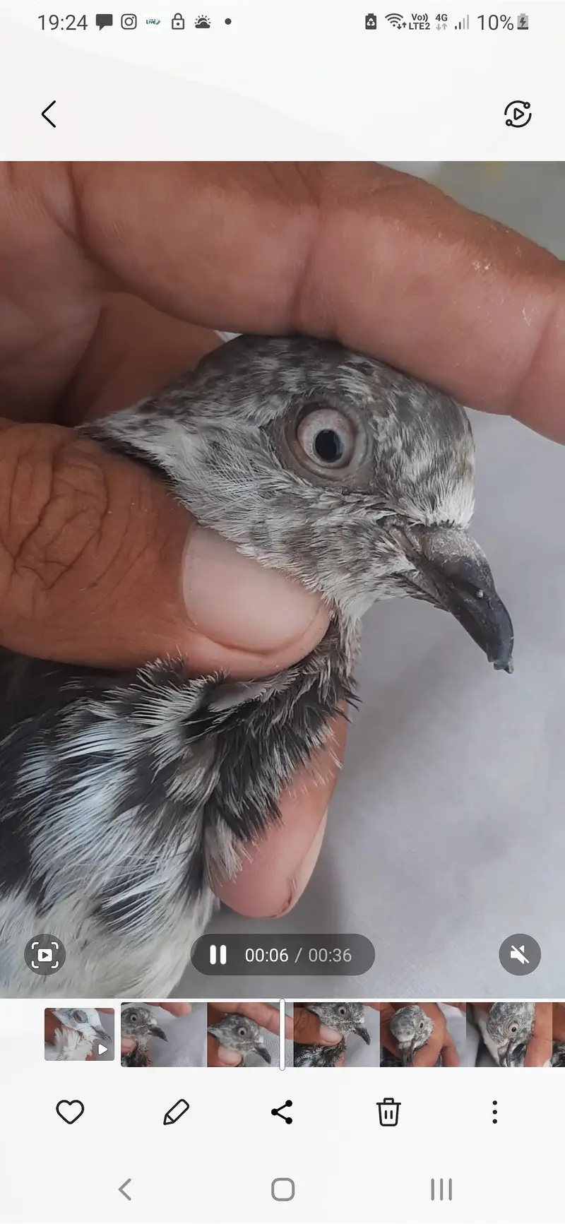 Kabuter for sale/ pigeon for sale — photo 12