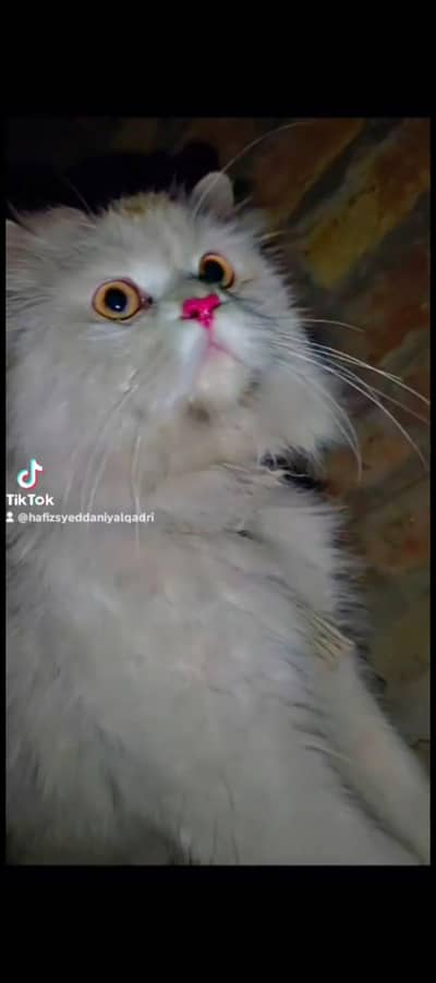 Meeting K Liye Male Available Hy Call  WhatsApp Number 0305.4364606