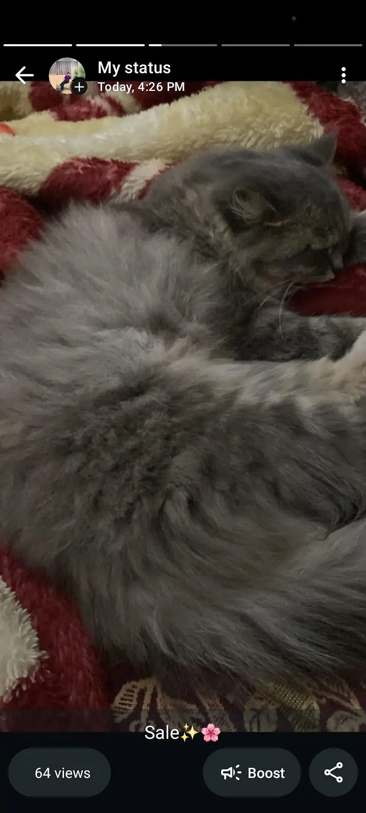 this cate is so cute for the sale — photo 3