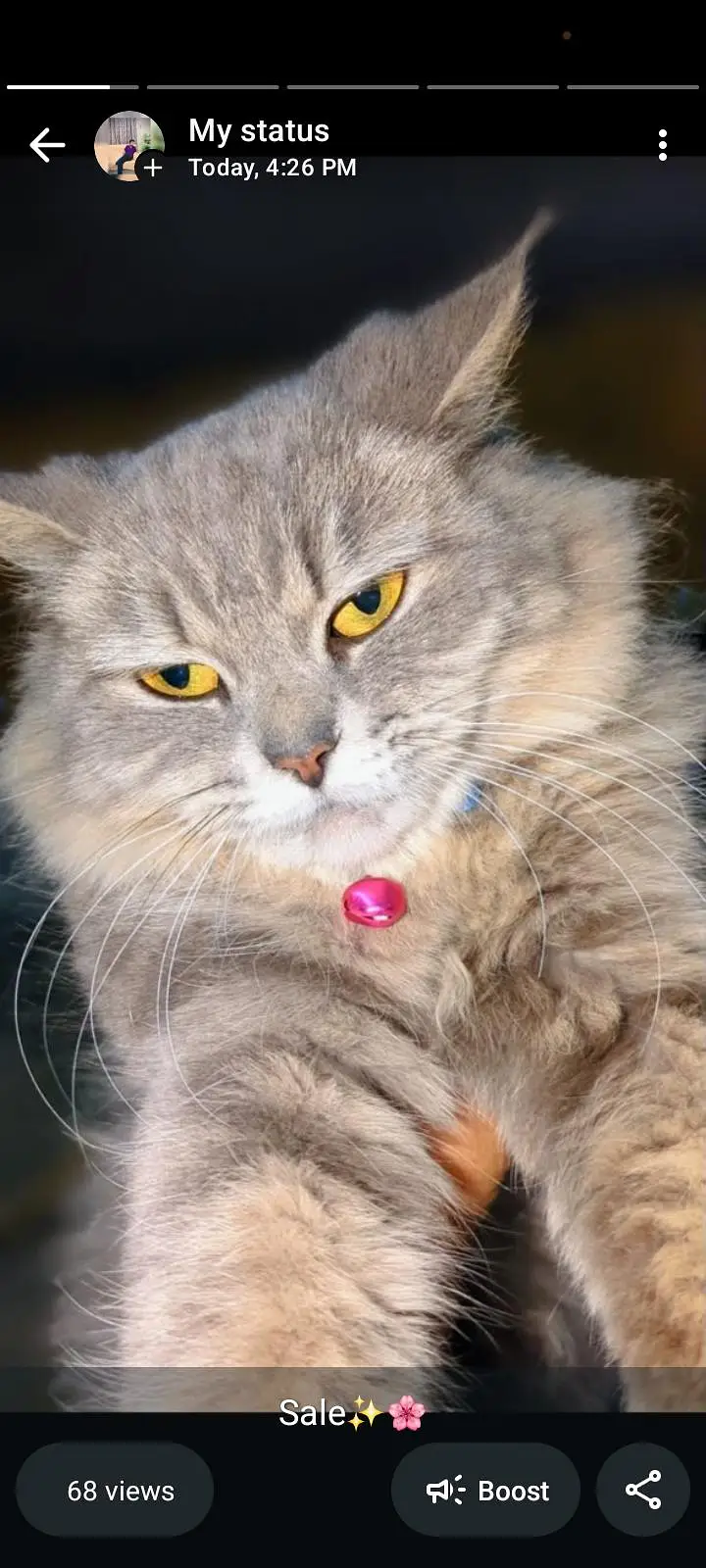 this cate is so cute for the sale — photo 4
