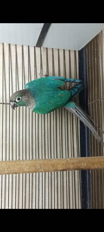 Blue turquoise male