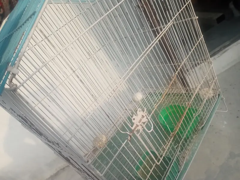 bird cage for sale — photo 8