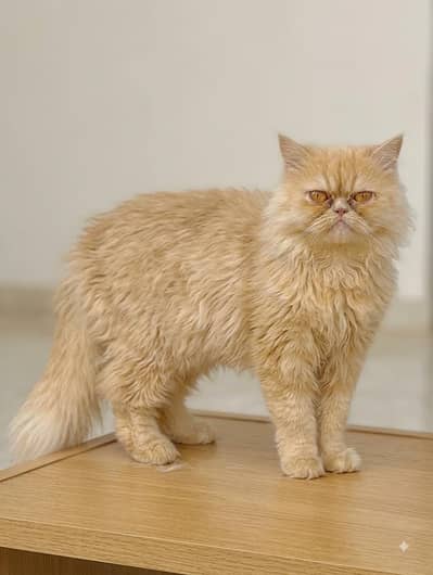 Persion Female cat