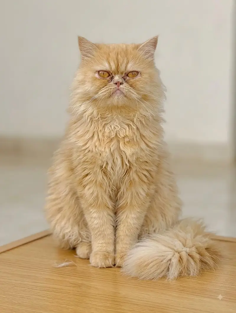 Persion Female cat — photo 2