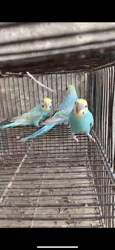 Rainbow budgies pathay for sale
