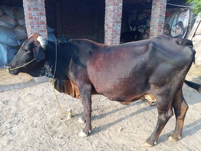 cross ke gaey for sale