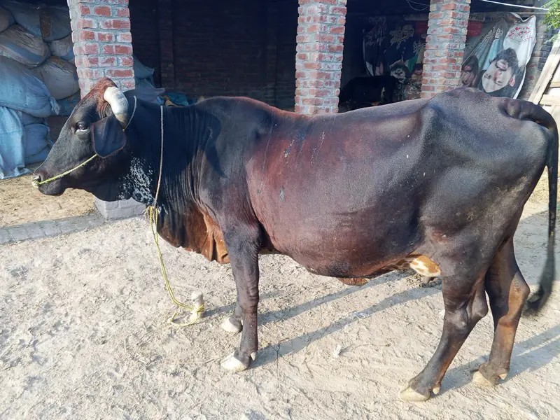 cross ke gaey for sale — photo 2