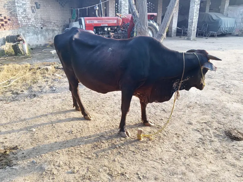 cross ke gaey for sale — photo 3