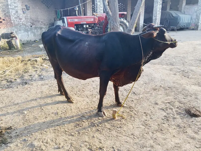cross ke gaey for sale — photo 4
