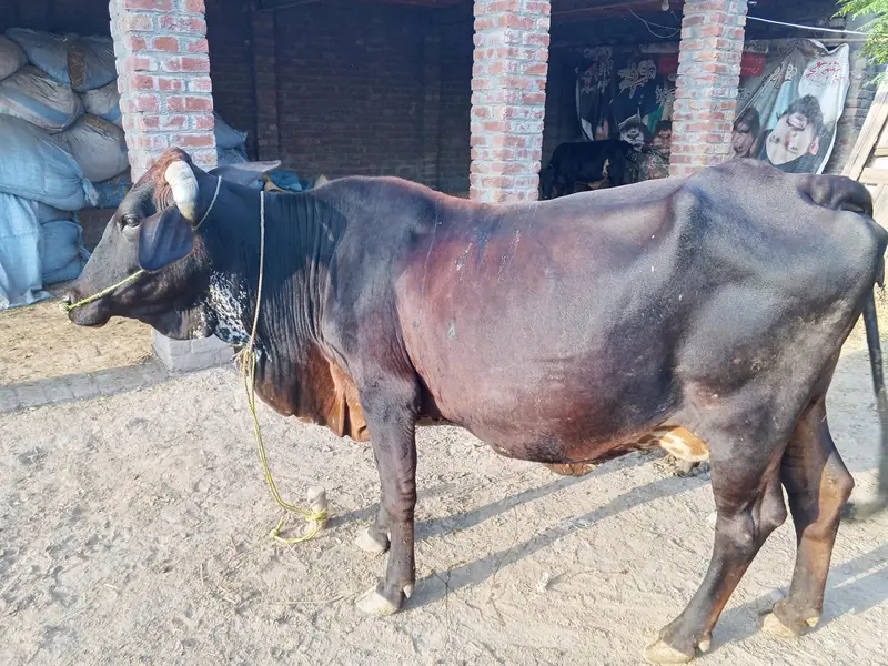 cross ke gaey for sale — photo 5