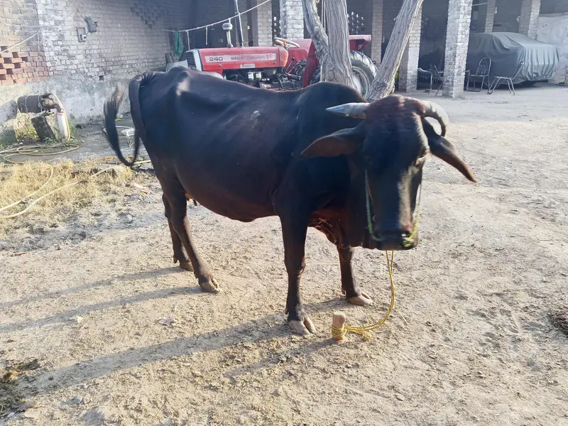 cross ke gaey for sale — photo 6