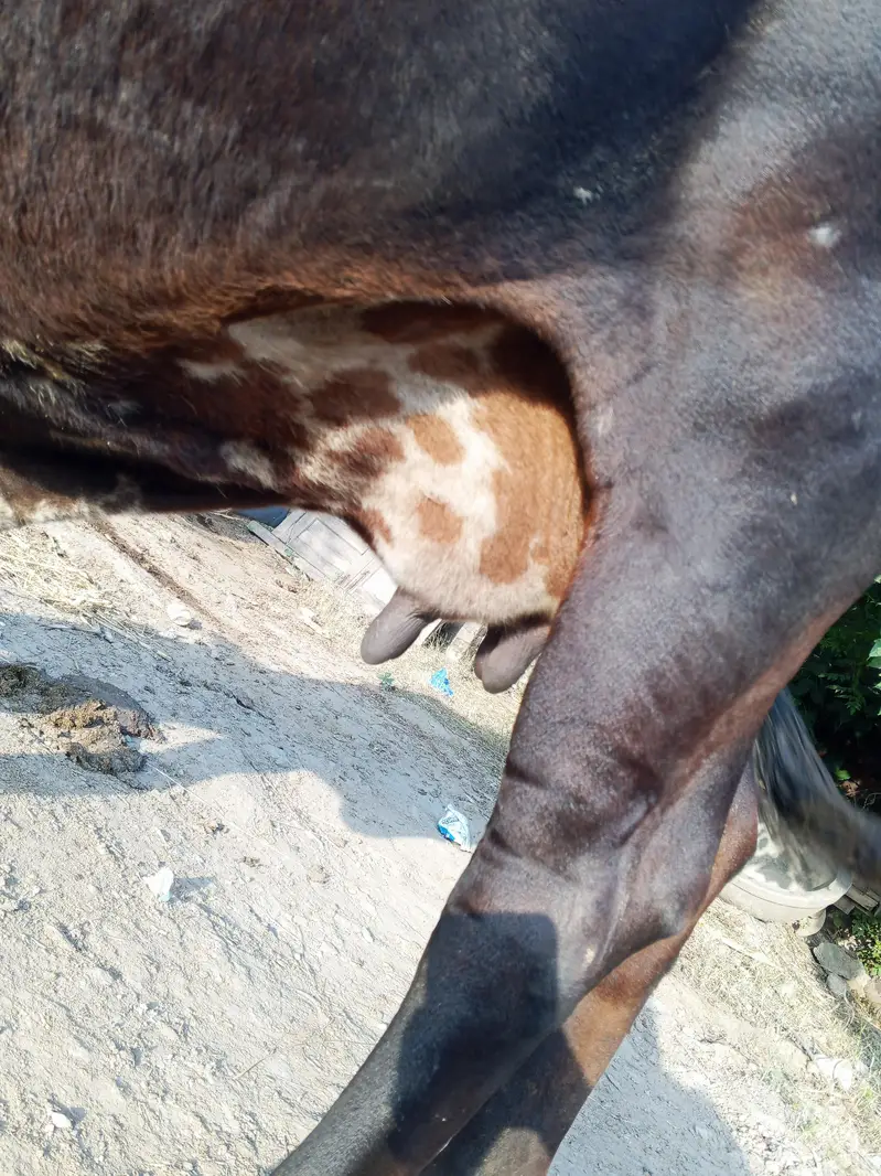 cross ke gaey for sale — photo 8