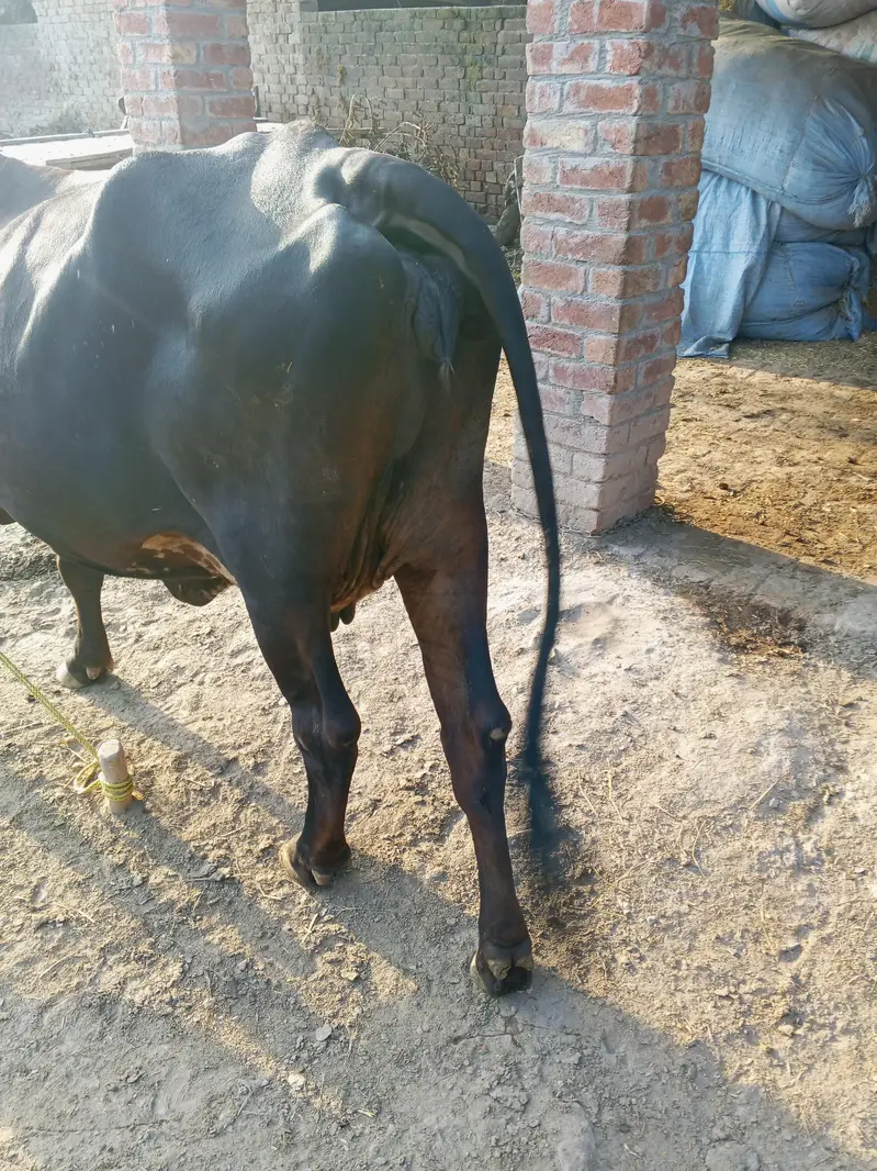 cross ke gaey for sale — photo 9