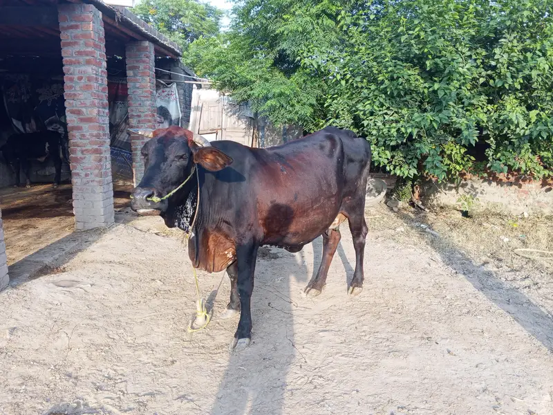 cross ke gaey for sale — photo 10