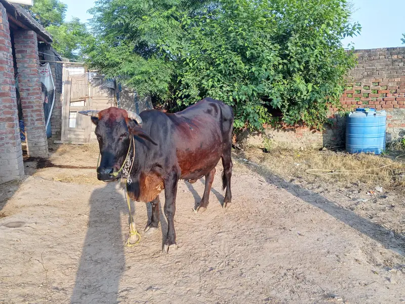 cross ke gaey for sale — photo 11