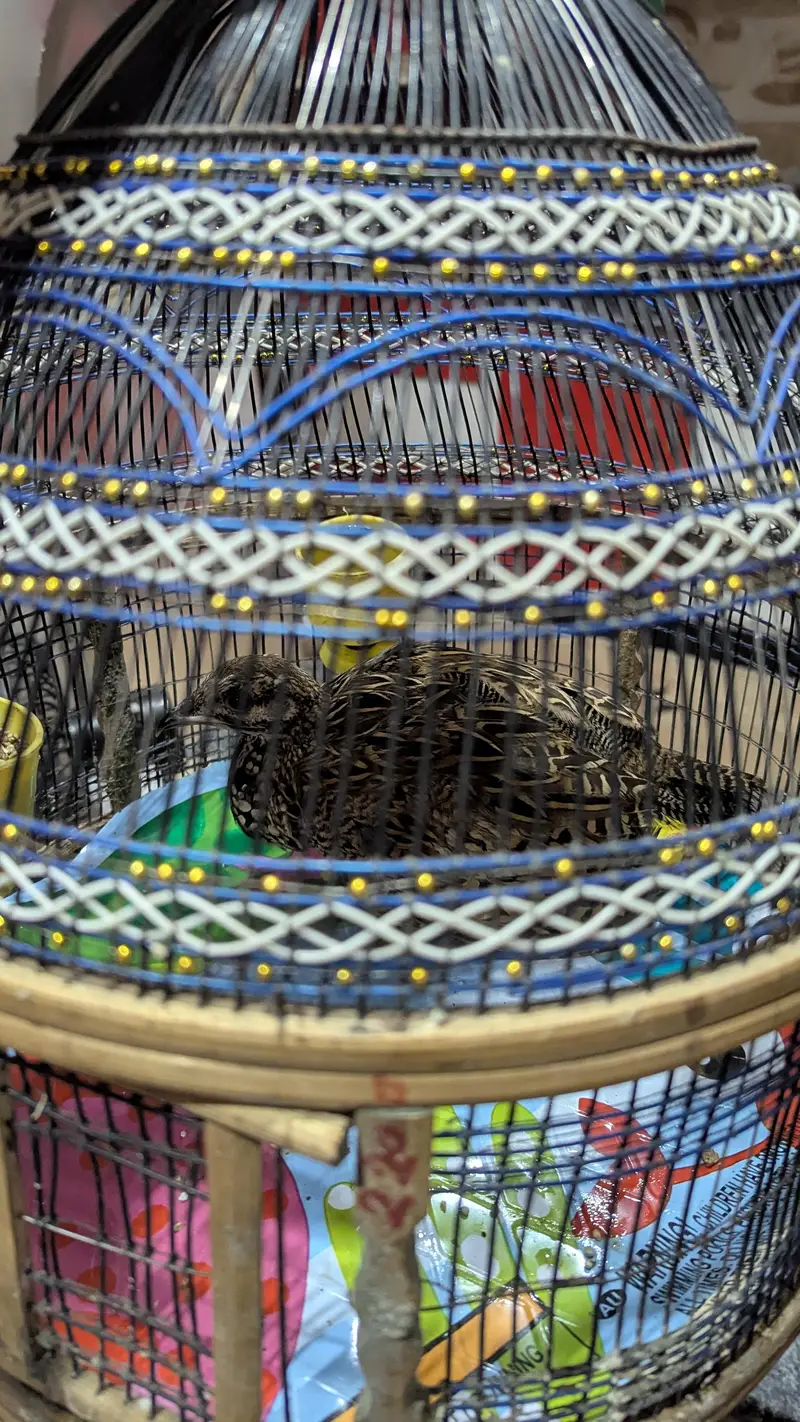 Grey francolin — photo 2
