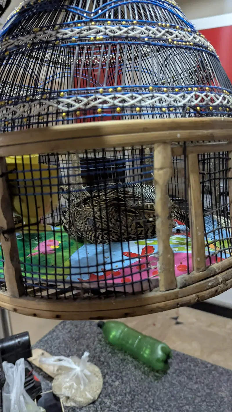 Grey francolin — photo 3